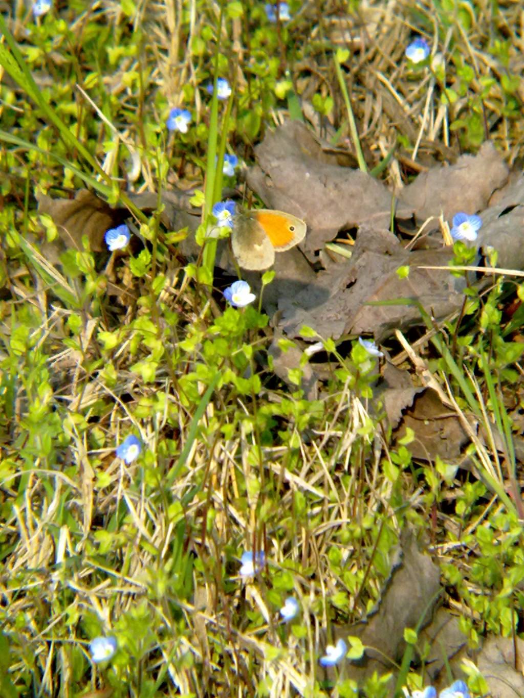 Conferma identificazione: Coenonympha pamphilus